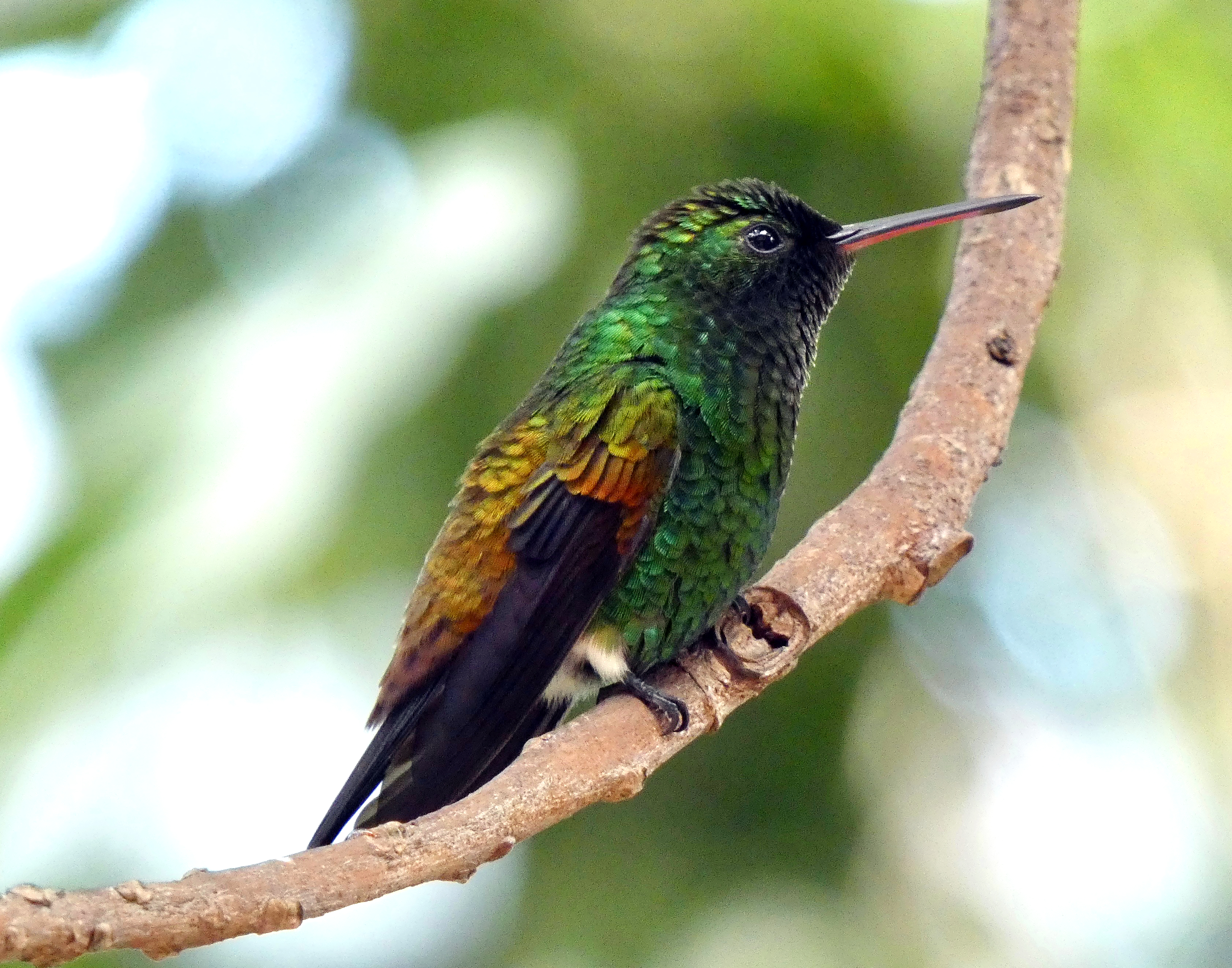 Photo: Copper-rumped hummingbird