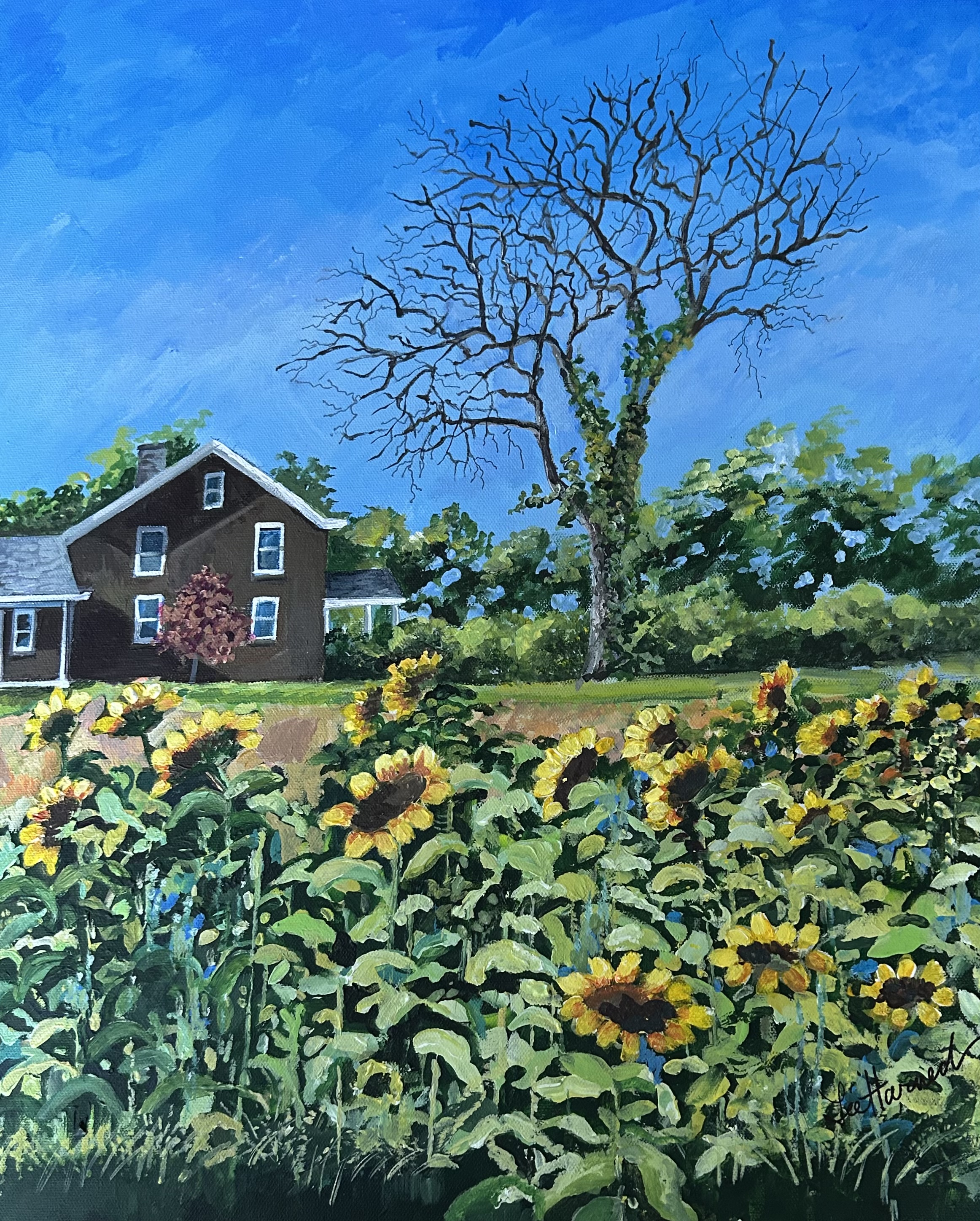 "Fields of Sun, Aquebogue" - L. Harned