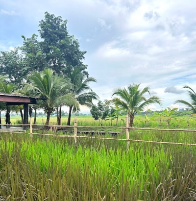 Thailand Rice Farm
