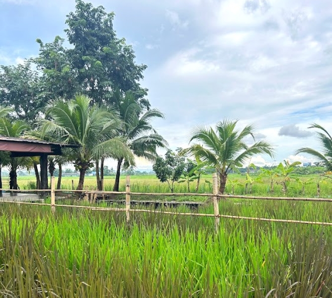 Thailand Rice Farm