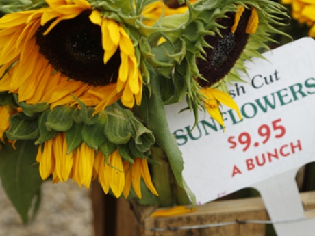 "Sunflowers" - H. Gilbride