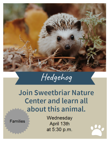 Learn all about the Hedgehog