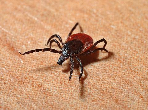  Allergist Erin Mc Gintee, MD of ENT and Allergy Associates, and a member of the Medical Advisory Panel of Stony Brook Southampton Hospital’s Regional Tick-Borne Disease Resource Center, will lecture about the Alpha-gal meat allergy which is caused by a bite from the lone star tick.