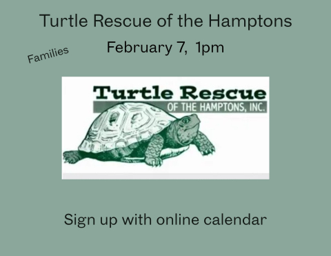 Learn about turtles and the challenges they face on Long Island